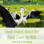 Short Videos About the Food Chain for Kids