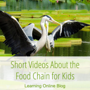 Heron eating a fish - Short Videos About the Food Chain for Kids