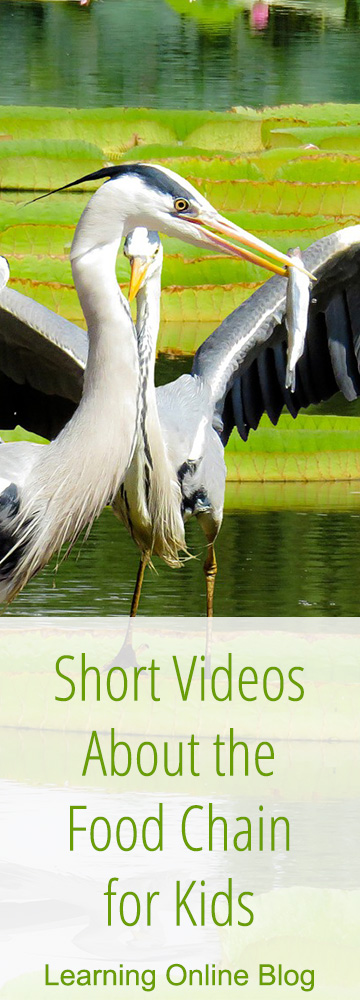 Heron eating a fish - Short Videos About the Food Chain for Kids
