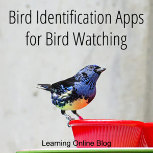 Tanager on a dish - Bird Identification Apps for Bird Watching