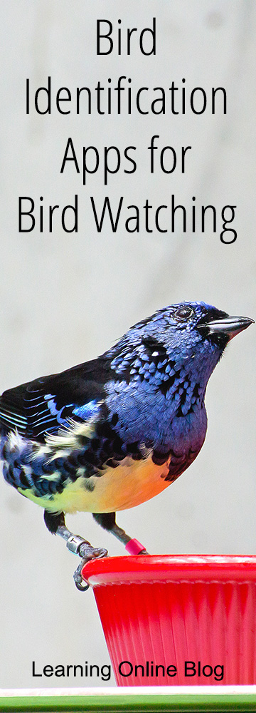 Tanager on a dish - Bird Identification Apps for Bird Watching