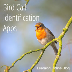 Bird singing - Bird Call Identification Apps