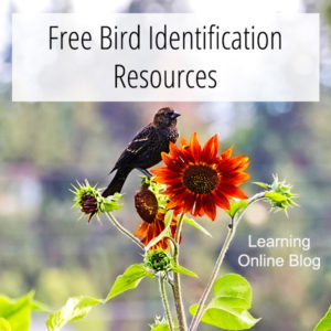Bird on flower - Free Bird Identification Resources