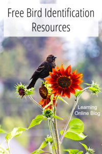 Bird on flower - Free Bird Identification Resources