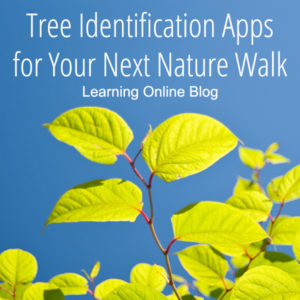 Tree - Tree Identification Apps for Your Next Nature Walk