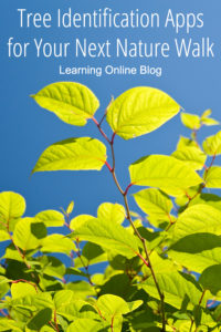 Tree - Tree Identification Apps for Your Next Nature Walk